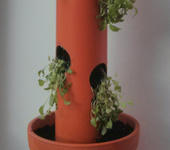Thumbnail Image for Salatbaum